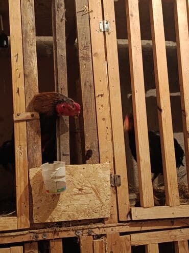 Животные: Продаю | Петух | Бойцовая | Для разведения — 5