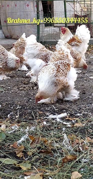 продаю инкубатор: Продаю | Куры, Инкубационные яйца | Брама | Для разведения — 2