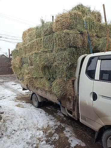 жаны уйлор: Клевер 1укос аралаш сено доставка есть зелёный тюки плотные — 3