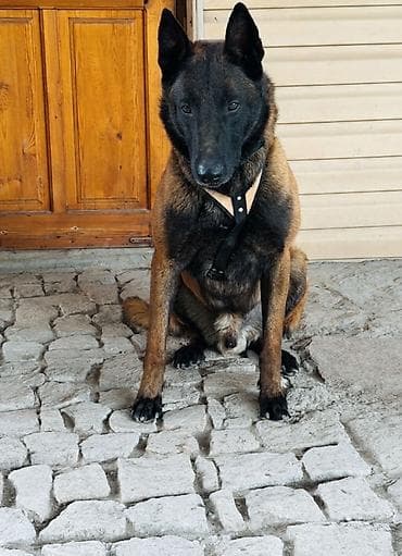 куплю щенка лабрадора: Бельгийская овчарка, 4 года, Самец, С прививкой, С родословной — 4