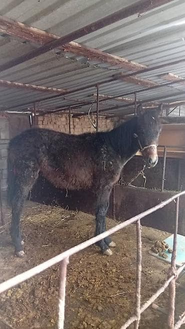 ат ош: Продаю | Жеребенок — 1