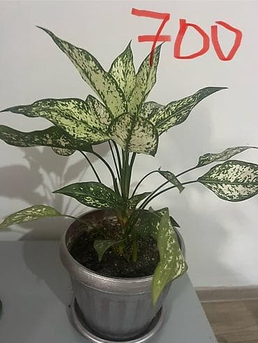Денежное дерево: Комнатные растения в горшках: 1) Аглаонема с пестрыми зелено‑белыми — 7
