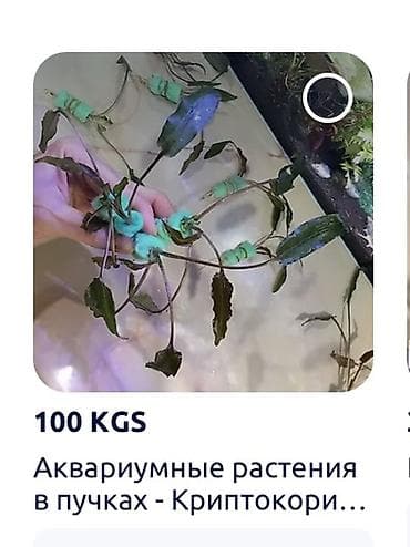 купить малёк карпа: Аквариумные растения — 2