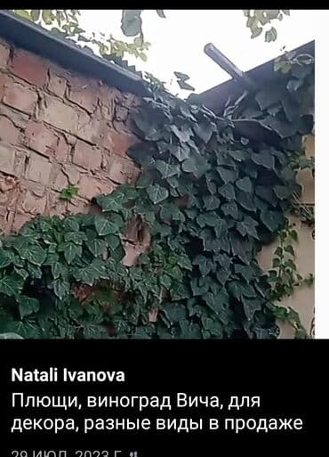 березы саженцы: Предлагается саженец кустарника с развитой корневой системой, готовый — 9