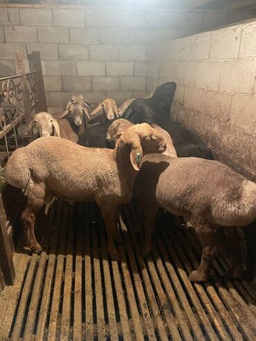 племенные коровы молочные купить: Продаю | Ягненок | Полукровка | На забой | Племенные — 2