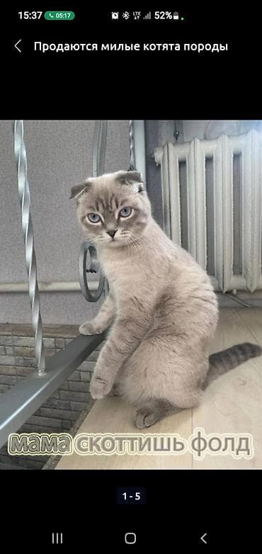 шотландские кошки цена: Продаются чистокровные котята шотландцы: скотиш фолды и скотиш — 3