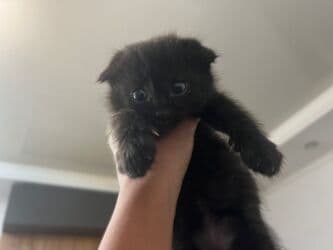 вислоухий кот рыжий: Скотиш Страйт (Шотландская прямоухая), 1 месяц, Девочка, Серый, Приучена к лотку — 9