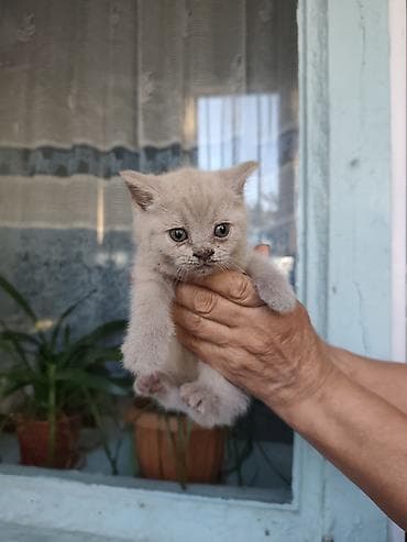 Кошки: Британские короткошёрстные котята - Порода: британская — 6