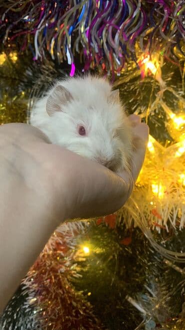 где можно купить крысу: Готовы к продаже малыши морских свинок количество-3шт возраст- 1 месяц — 5