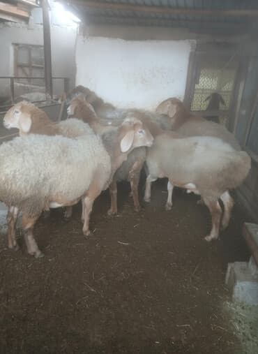 Продаю | Овца (самка) | Для разведения | Матка