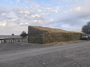 Грызуны: Сено люцерны в тюках - 3-й укос: мягкое и питательное - Сухое и — 3