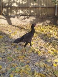 машины на продажу бишкек: Продаю | Куры — 1