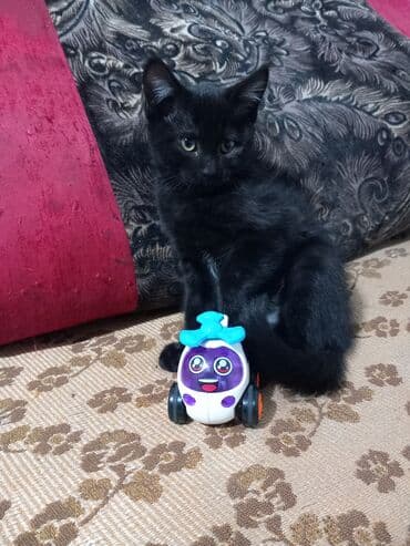 отдам кота в добрые руки: Котята – домашние, ручные, приучены к лотку. Ласковые, игривые — 3