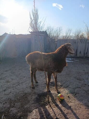 на ферме есть куры козлы и коровы: Продаю | Баран (самец) | Арашан | Для разведения — 6