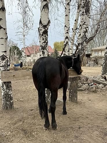 морской конь: Продаю | Кобыла (самка), Конь (самец), Жеребец | Для разведения, Конный спорт — 9