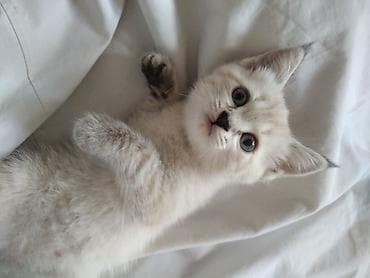 сиамский котенок цена: Сиамская, 2 месяца, Девочка, Приучена к лотку — 3