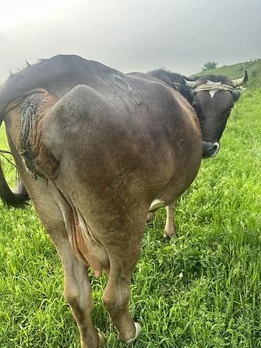 кавказский овчарка: Продаю | Корова (самка) | Для молока — 2