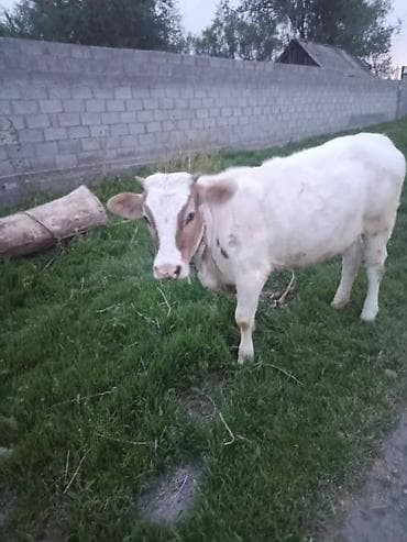 купить рыбу клоуна: Продаю | Тёлка | Для разведения | Нетель — 2