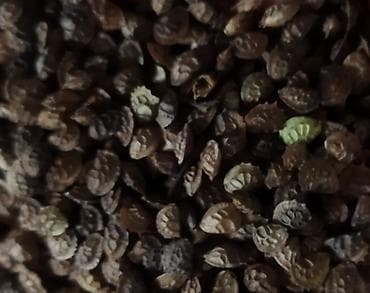 Продаю эспарцет