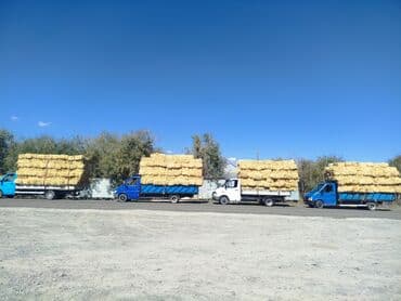 продажа щенков немецкой овчарки с документами в бишкеке: Арпа саман сатылат доставка бар 200сом — 2