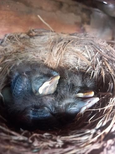 сколько стоит перепелиное яйцо: Птенцы в гнезде (дикие садовые певчие птицы) - На фото — выводок — 1