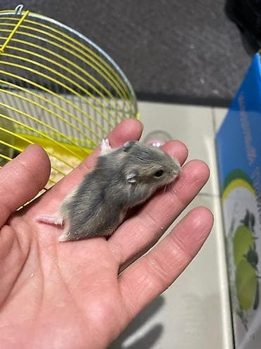 клетка для крыс: Хомячки джунгарики + комплект клеток и аксессуаров Предлагаются — 2