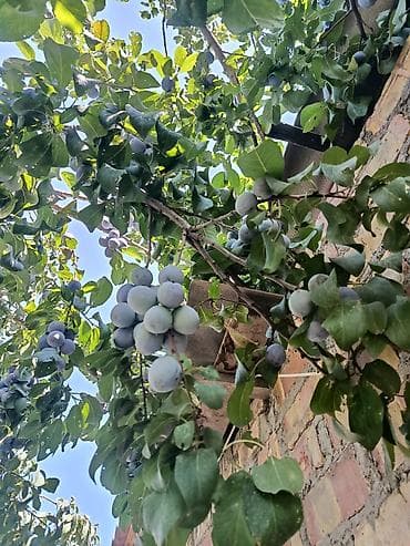 перепелиное мясо купить: Слива домашняя, свежий урожай с дерева. - Сорт: крупноплодная — 2