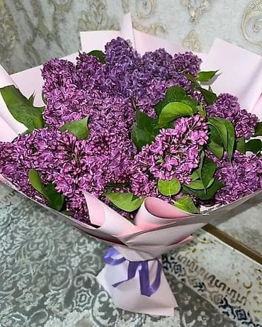 орхидеи фаленопсис: Сирень пурпурно-фиолетовая, крупноцветковая. Большие ветки по 50,100 — 8