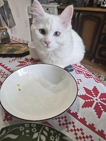 кошки пушистые: Кошка даром: Ангорская, 9 месяцев, Девочка, Кастрирована, Приучена к лотку, Проглистована — 6