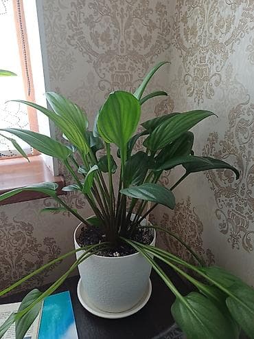 Каланхоэ: Комнатные растения в горшках 1) Аспидистра (Aspidistra elatior) - — 3