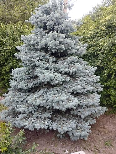 Ель колючая голубая (Picea pungens ‘Glauca’) — эффектное хвойное — 1