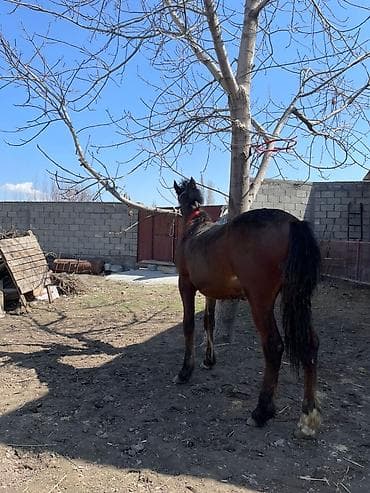 купить амура: Продаю | Жеребец | Полукровка | Рабочий | Племенные — 2