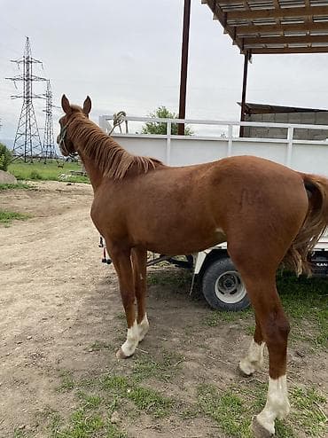 куплю конь: Продаю | Жеребец | Полукровка | Для разведения, Конный спорт — 3