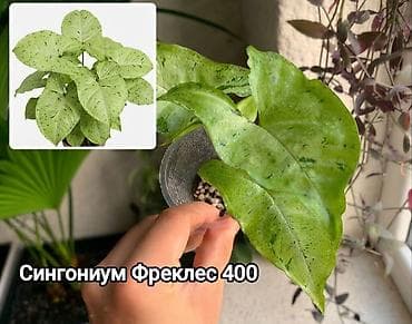 Дом и сад: Комнатные растения в горшках: Сокулук, Бишкек,Кант, Шопоков 1) — 5