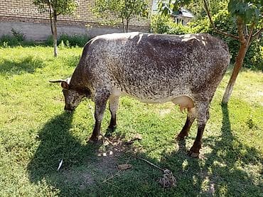 кой сойобуз: Продаю | Корова (самка) | Для молока | Привязанные — 3