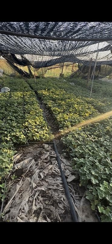 продам клубнику: Кабрилло,Альбион Рассада клубники в кассетах - Тип: кассетная — 2