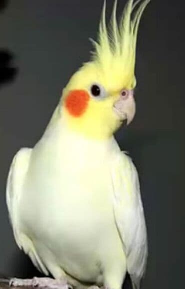 трафареты для рисования животных: Попугаи кареллы хорошо учатся говорить и приручаются к рукам. Так же — 2