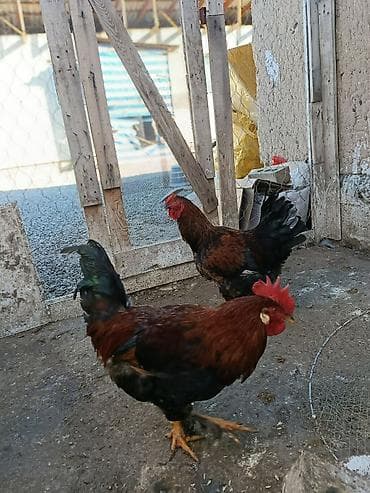 бройлер чожо: Сатам | Тооктор, Короздор, Балапандар | Жарым брама, Бройлер, Тебиштирүүчү | Союуга, Көбөйтүү үчүн, Жумуртка туудуруу үчүн — 6