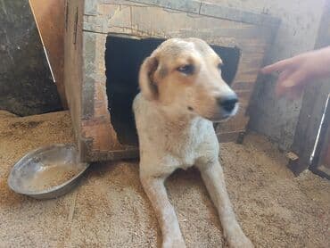 щенки белгийскоц овчарки: Ит бекер берилет: 2 айлык, Эркек — 29