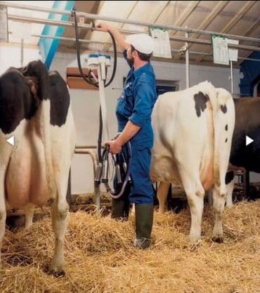 ищу работы сторожа: Талап кылынат Малчы, Төлөм Күнүмдүк, Окутуу — 1