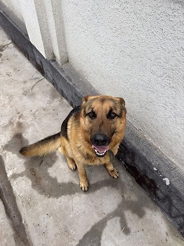 немецкая овчарка токмок: Собака даром: Овчарка, 4 года, Самец, С прививкой — 3