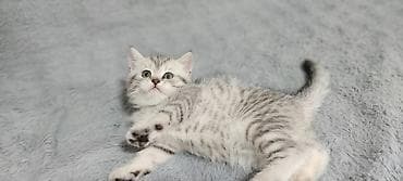 Продаются чистокровные котятята. Шотландской народы. 3 котёнка( 1 — 4