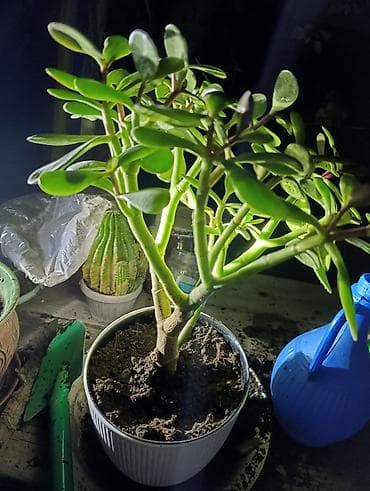 саженцы денежное дерево: Толстянка — ваше живое денежное дерево! Прикоснитесь к природе и — 10