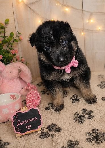 Продажа собак: 1 месяц, Самка — 1
