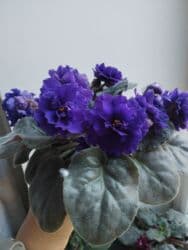 искусственные цветы бишкек инстаграм: Продаю фиалки есть детки — 9