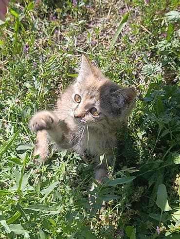 кошка пушистая: Девочка, Приучена к лотку — 1