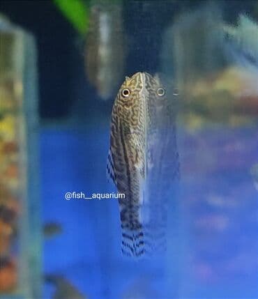 продаю рыбы: Псевдо-Скаты! Новинка! Прекрасно впишутся в ваш аквариум) Отлично — 2