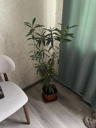 купить лавровое дерево: Крупный комнатный олеандр (Nerium oleander) в горшке. - Высота — 2