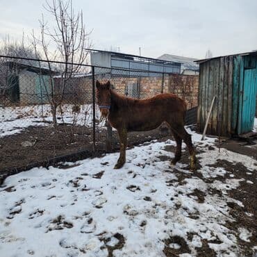 белый мёд: Продаю | Конь (самец), Жеребенок | Английская, Полукровка | Конный спорт, Для разведения — 4