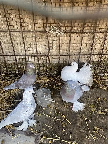 голуби голубей птицы: Породистые декоративные голуби. Описание: - Породы/типы: павлиний — 1